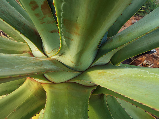 Sisal