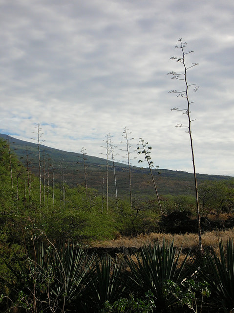 Sisal
