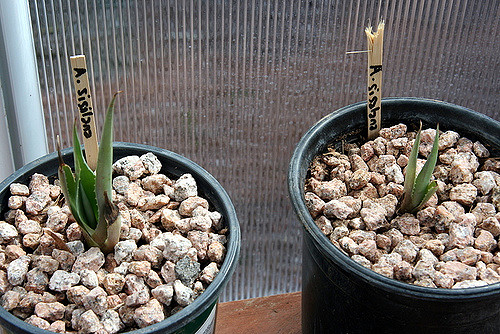 Sisal