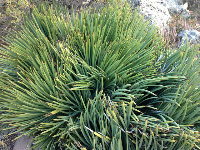 Agave à feuilles étroites