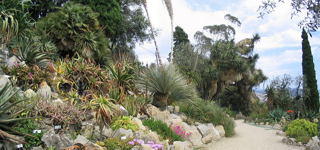 Agave à feuilles étroites