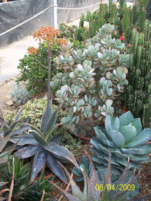 Agave à feuilles étroites