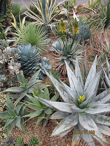 Agave à feuilles étroites