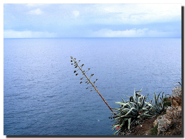 Agave à feuilles étroites
