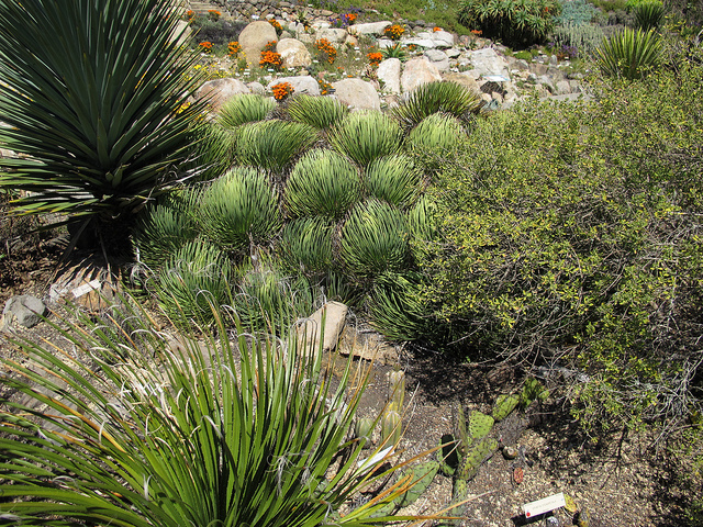 Agave à feuilles étroites (Agave striata)