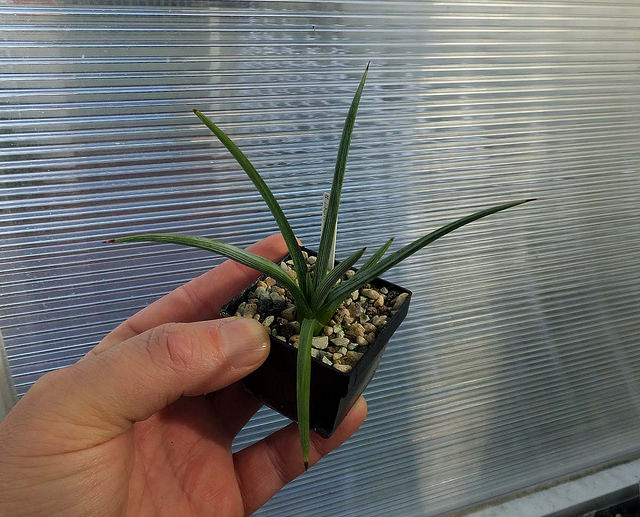 Agave stricta