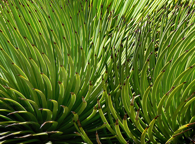 Agave stricta