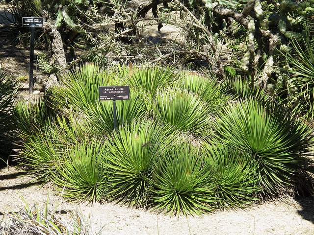 Agave stricta