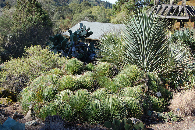 Agave stricta