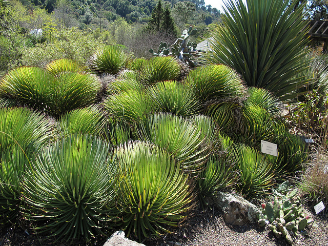 Agave stricta