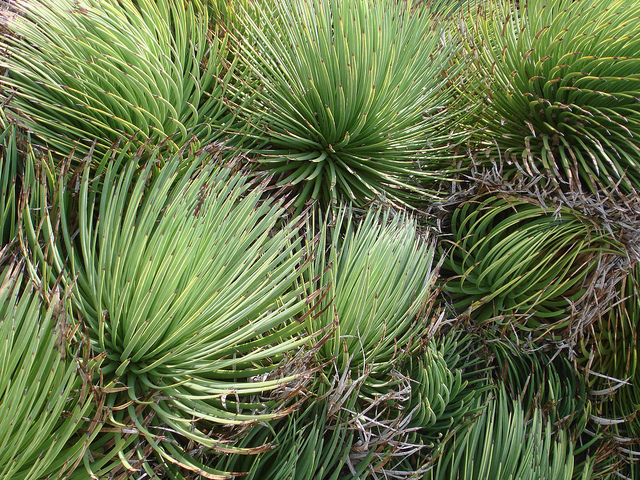 Agave stricta (Agave stricta)