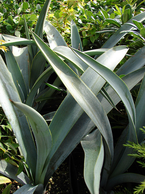 Agave bleue
