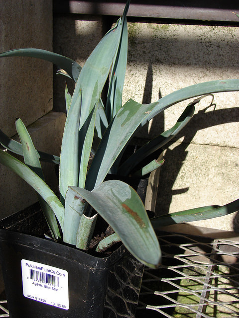 Agave bleue
