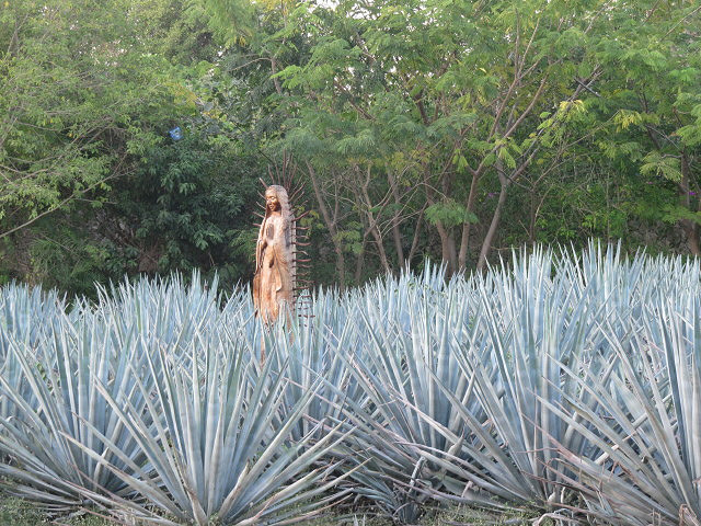 Agave bleue