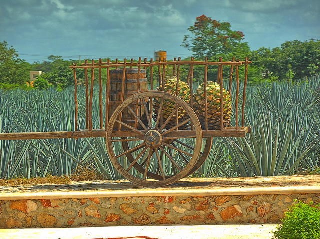 Agave bleue