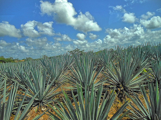 Agave bleue