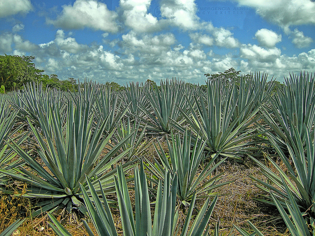 Agave bleue (Agave tequilana)