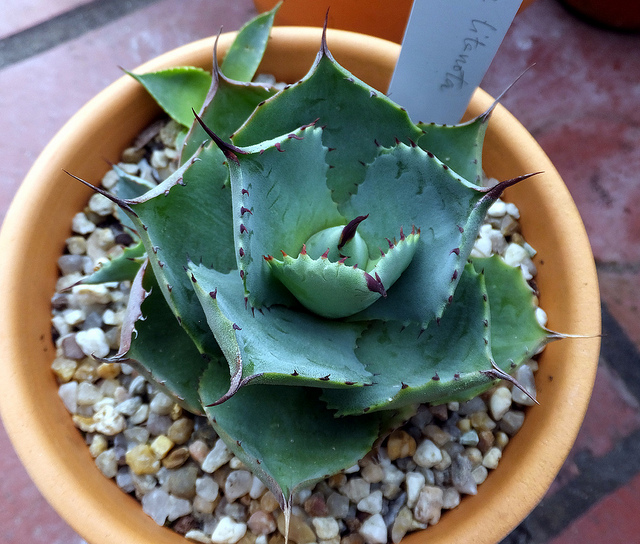 Agave titanota