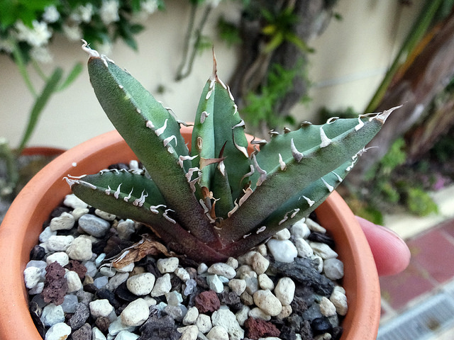 Agave titanota