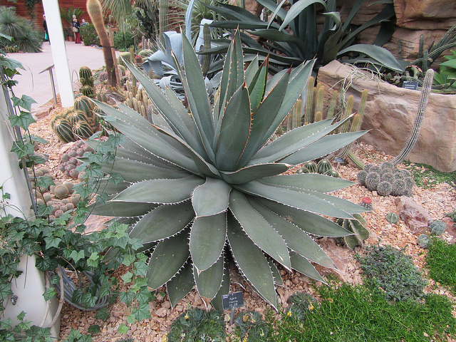 Agave titanota