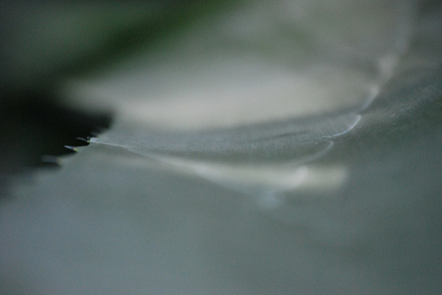 Agave titanota