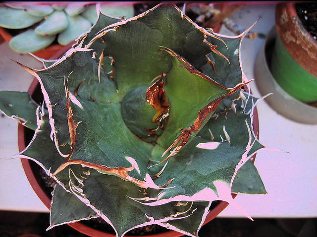 Agave titanota