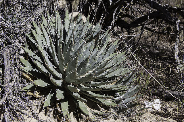 Agave utahensis