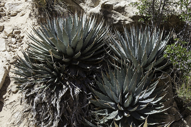 Agave utahensis