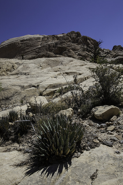 Agave utahensis