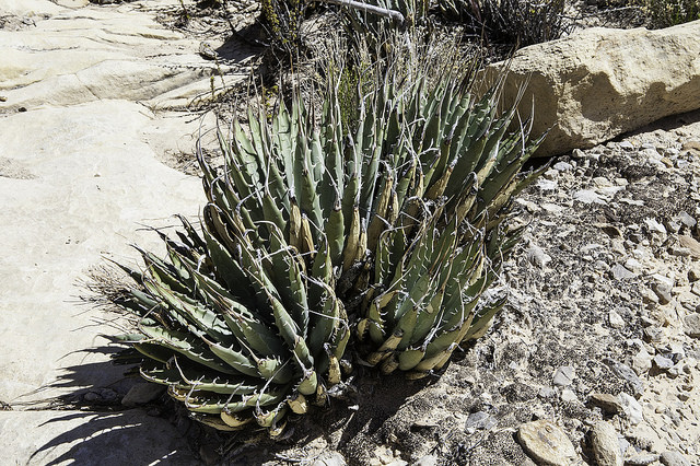 Agave utahensis