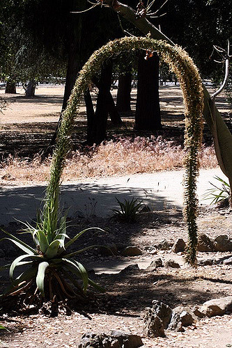 Agave utahensis
