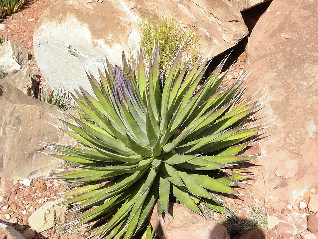 Agave utahensis