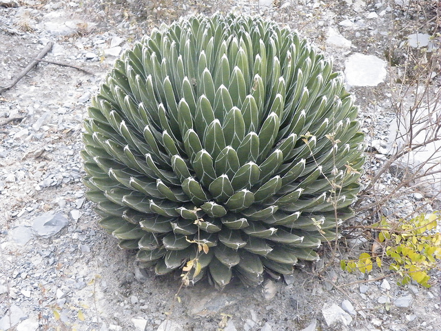 Agave victoriae-reginae