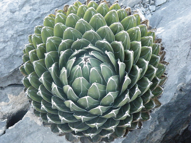 Agave victoriae-reginae