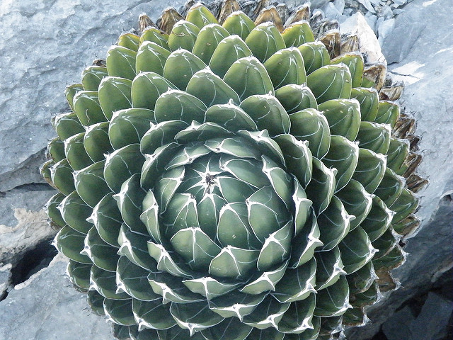 Agave victoriae-reginae