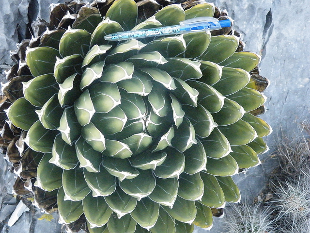 Agave victoriae-reginae