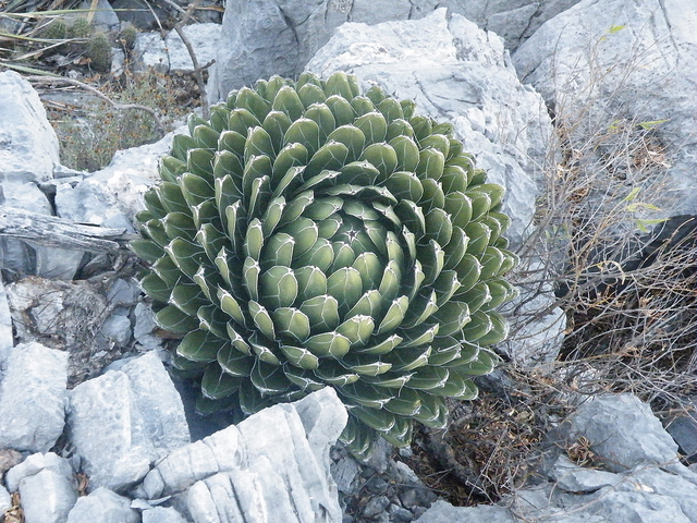 Agave victoriae-reginae