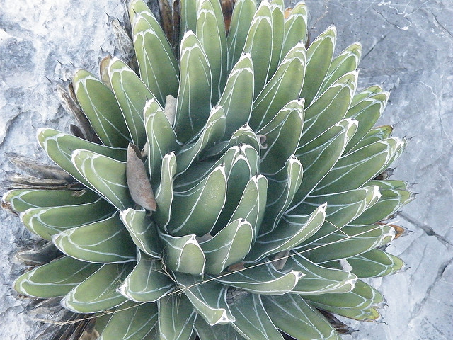 Agave victoriae-reginae