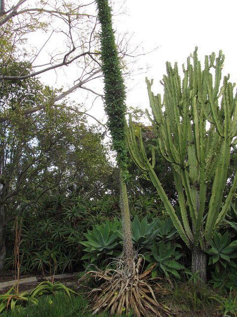 Agave pieuvre (Agave vilmoriniana)