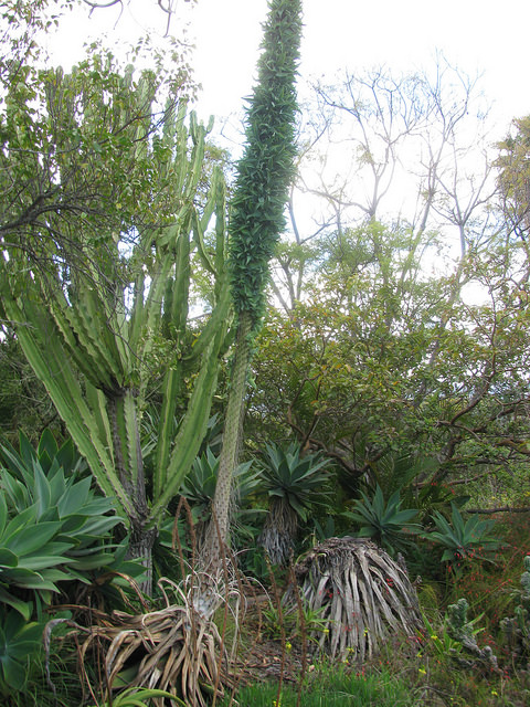Agave pieuvre