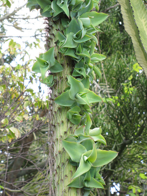 Agave pieuvre