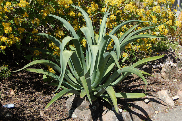 Agave pieuvre