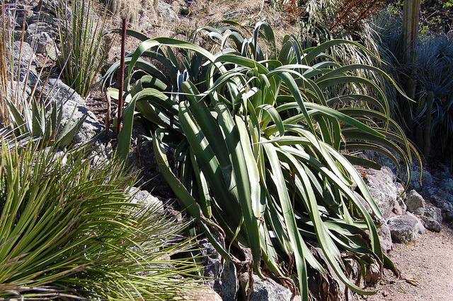 Agave pieuvre