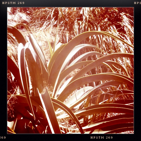 Agave pieuvre
