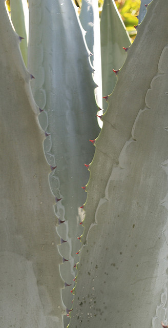 Agave de weber (Agave weberi)