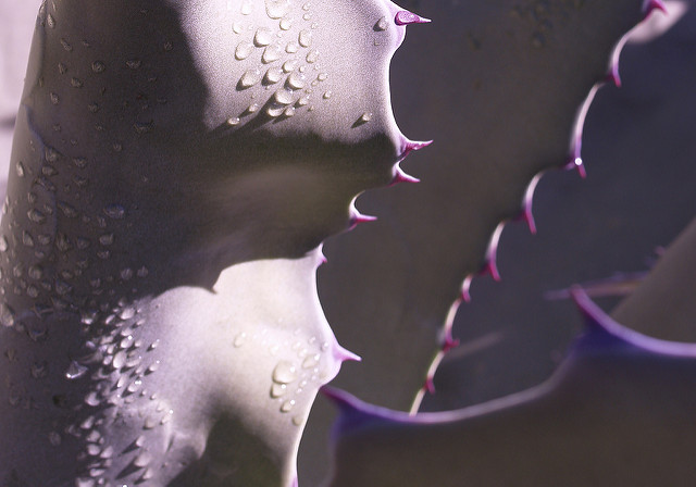 Agave de weber