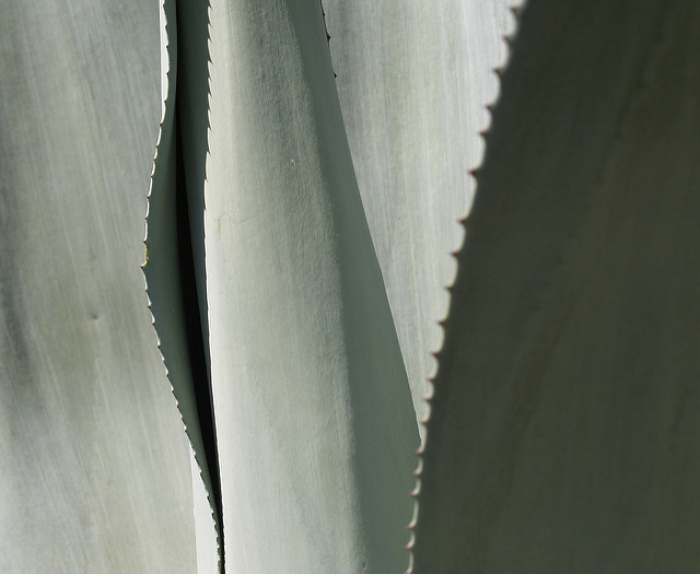 Agave de weber