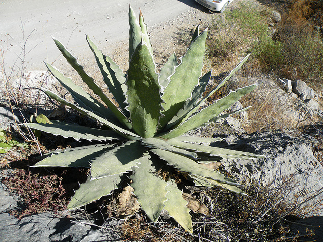 Agave xylonacantha