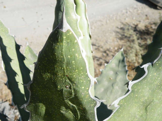 Agave xylonacantha