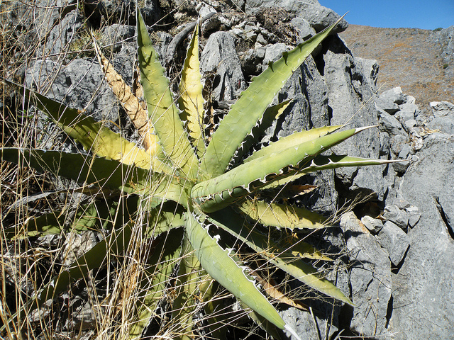 Agave xylonacantha